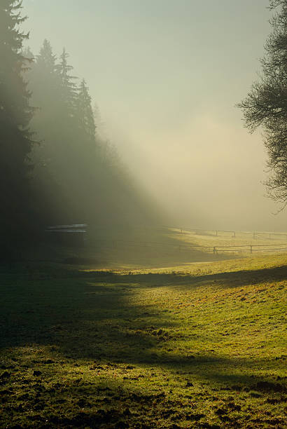 A tree stands tall in the middle of a foggy field, surrounded by grass and with sunlight piercing through the misty sky, creating an atmospheric phenomenon