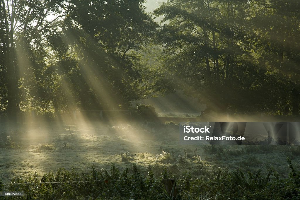 Sunbeams splende attraverso alberi nella nebbia - Foto stock royalty-free di Bosco