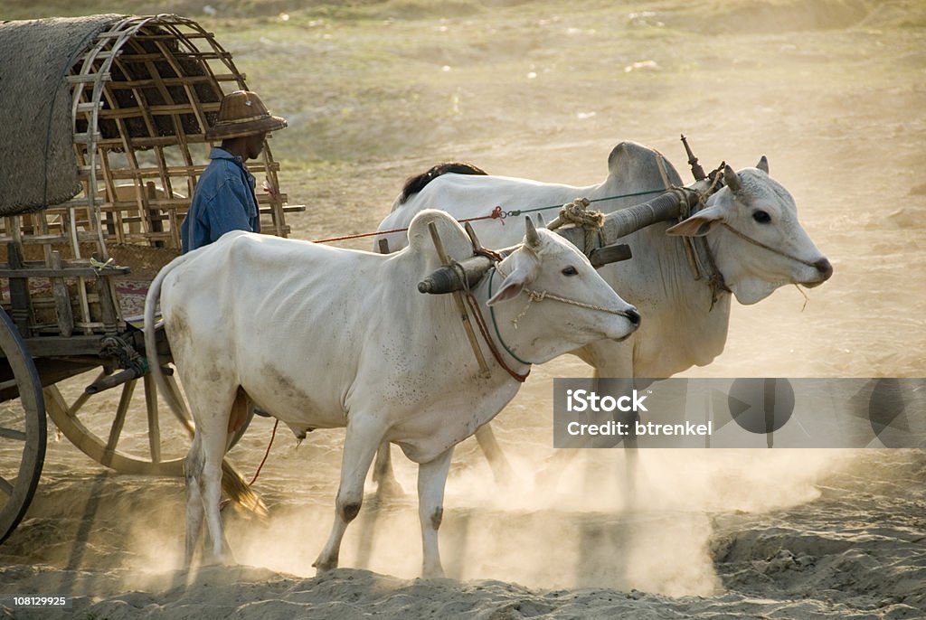 Agriculteur avec Char à boeufs - Photo de Agriculteur libre de droits