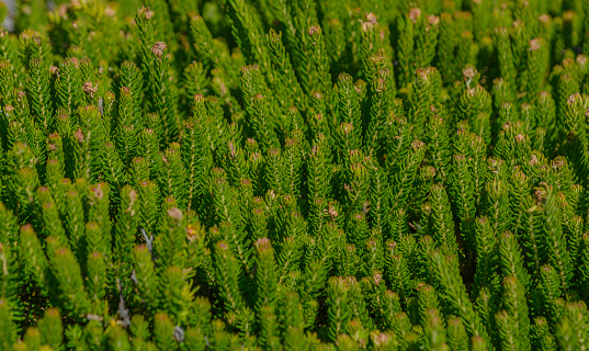 Plants at Cape Agulhas in Cape Town, South Africa. Cape Agulhas is the southern-most tip of the African continent and the beginning of the dividing line between the Atlantic and Indian Oceans.