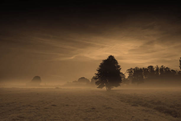 A beautiful lonely tree in the hills. Place for text. Color of the Year Mocha Mousse.