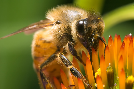 A bee forages a flower in the summer.