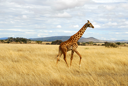 Giraffe in Serengeti National Park,Tanzania.