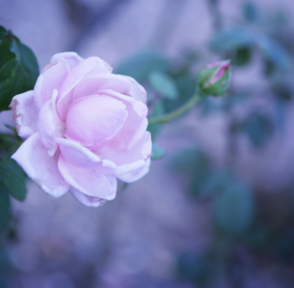 White Rose (Lichfield Angel)