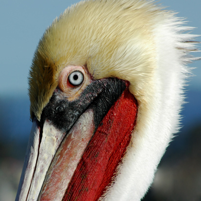 Close-up of Dalmatian pelican face and bill