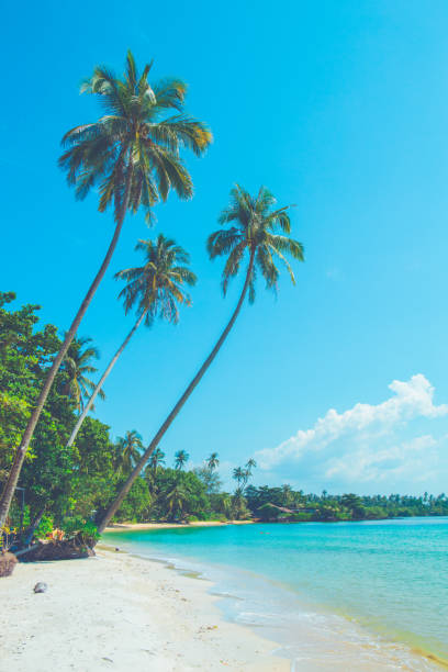 istock Coconut trees on a beautiful beach on a bright sky. 1081300936