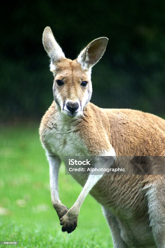 Maschio Australian Canguro rosso - Foto stock royalty-free di Canguro rosso