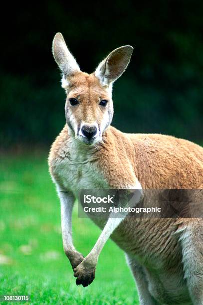 Maschio Australian Canguro Rosso - Fotografie stock e altre immagini di Canguro rosso - Canguro rosso, Allerta, Ritratto