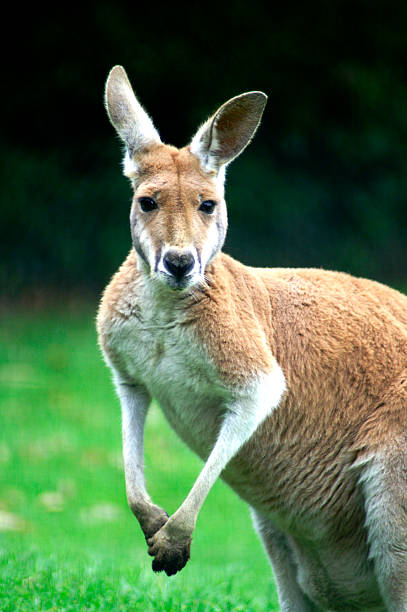 istock Male Australian Red Kangaroo 108130115