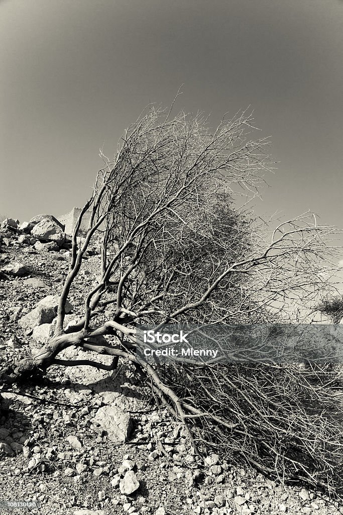 Arbre du désert - Photo de Branche - Partie d'une plante libre de droits