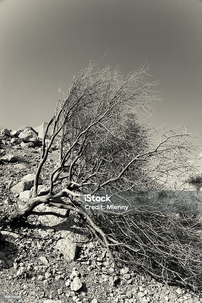 Albero del deserto - Foto stock royalty-free di Ambientazione esterna