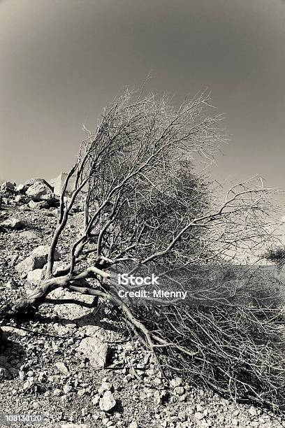 Albero Del Deserto - Fotografie stock e altre immagini di Ambientazione esterna - Ambientazione esterna, Bianco e nero, Cielo