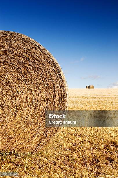 Hay Bale En Campo Foto de stock y más banco de imágenes de Agricultura - Agricultura, Aire libre, Bala - Cultivado