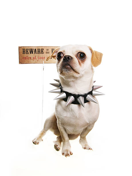 istock Dog in front of a Warning Sign 108130183