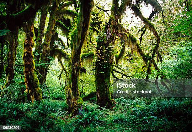 Olympic National Park Washington Usa Stock Photo - Download Image Now - Fern, Grass Area, Mystery