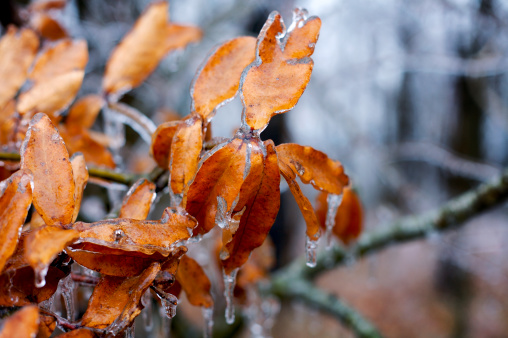 Hornbeam tree leaves covered with snow. Fresh big snow on the branches of a hornbeam tree.