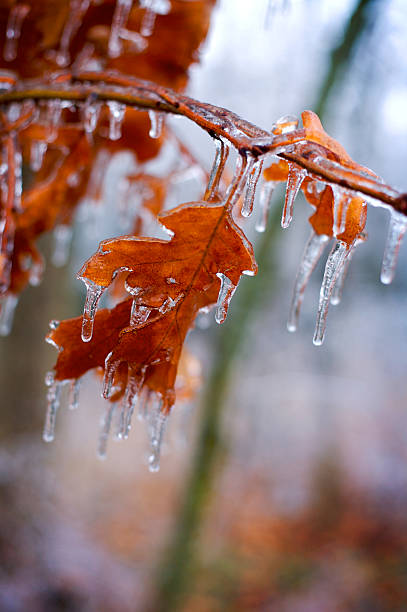 A close-up view of a delicate branch covered in frost, highlighting the intricate ice crystals formed by the cold. Brown leafs clings to the branch, contrasting beautifully with the icy white frost.