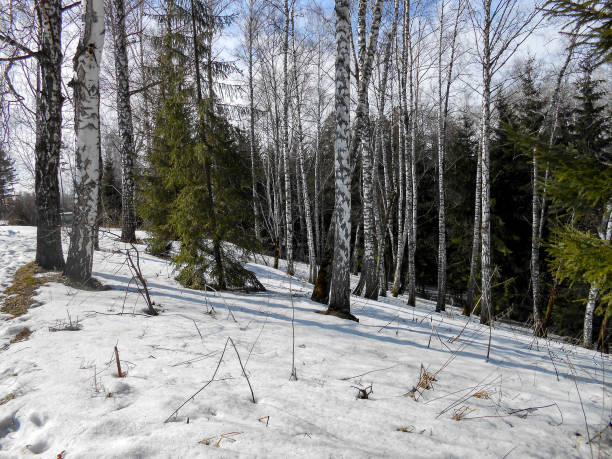 istock the beginning of spring, pulling up the ice crust on the snow, countryside, bare trunks of birches, twigs of bushes in thawed, traces 1081303536