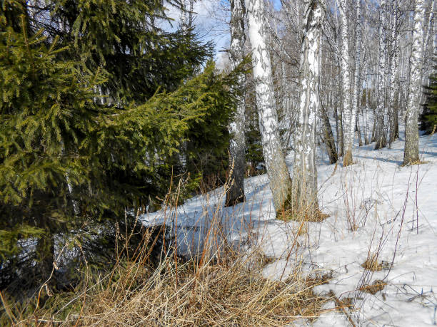 istock the beginning of spring, pulling up the ice crust on the snow, countryside, bare trunks of birches, twigs of bushes in thawed, traces 1081303544