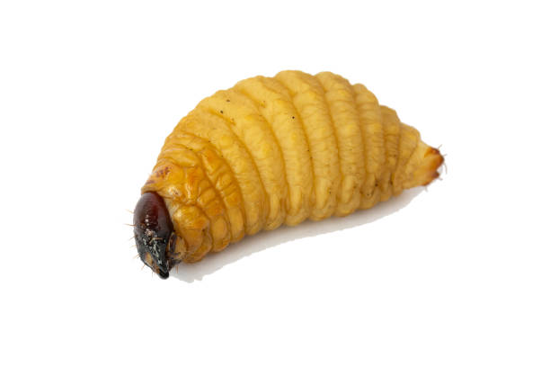 istock big Worm of the Dynastinae 1081314112