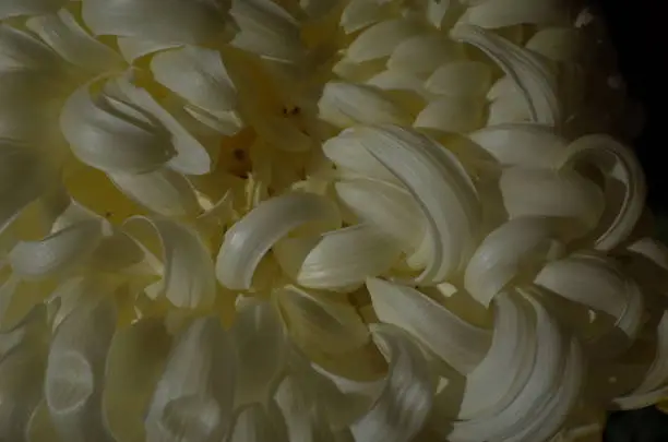 Flower of Antique Chrysanthemum