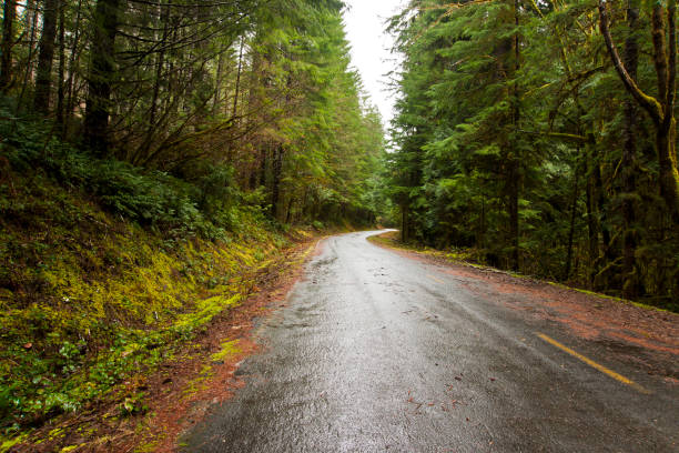 istock Street through the forest 1081318350