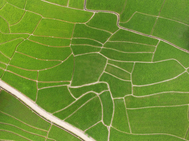 istock The beautiful landscape of rice fields 1081320728