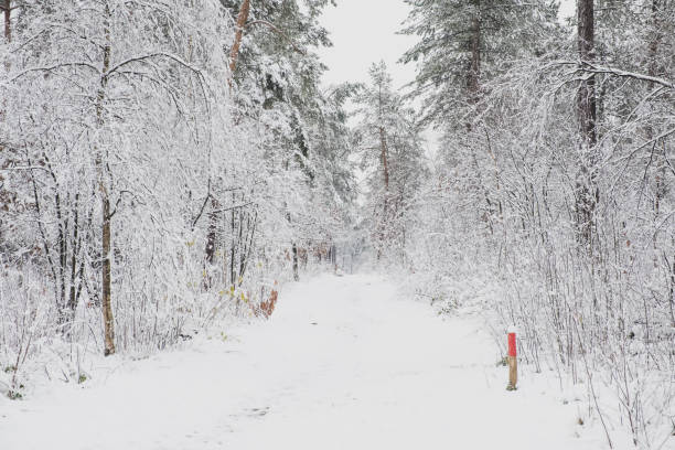 Snowy winter landscape during a cold winter day with fresh snowfall in the Veluwe Nature reserve.
