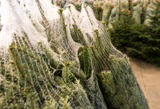 istock many Christmas trees wrapped in plastic nets cut and ready for transport and sale 1081328564