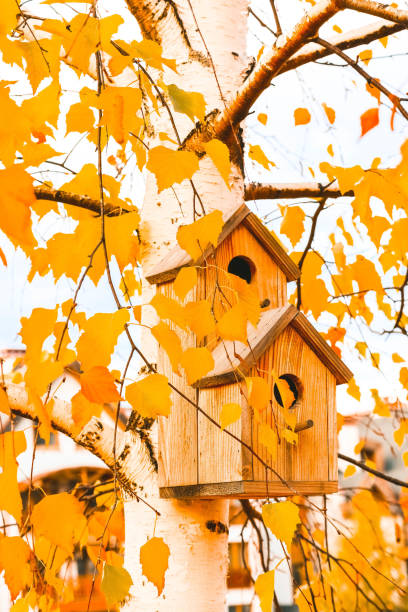 istock Birdhouse on birch tree, branches with yellow autumn foliage on background. Nesting box on a tree in a park, fall season. 1081330878