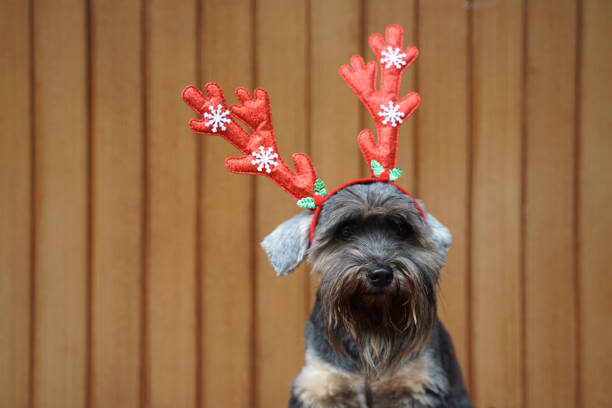 istock Funny Christmas decoration on mix breed dog head 1081330880