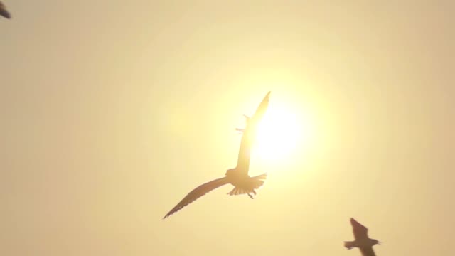 Super Slow motion Seagull Flying