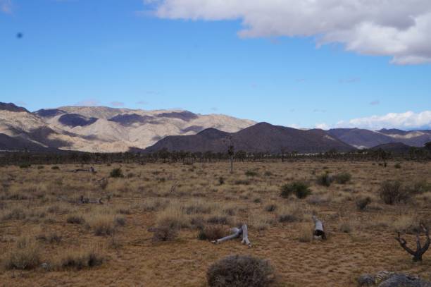 istock Joshua tree national Park 1081331630