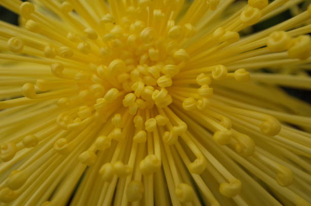 istock Chrysanthemum - 'Kudamono' Macro, Yellow 1081331636