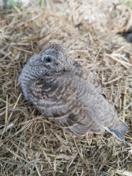 istock A baby bird on straw. 1081335410