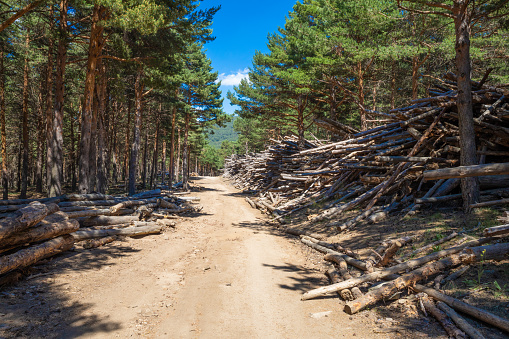lonely rural road surrounded by stacked wooden trunks in pine tree forest of Canencia mountain (Madrid, Spain, Europe)