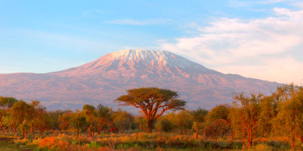 der kilimandscharo mit akazien - tanzania stock-fotos und bilder