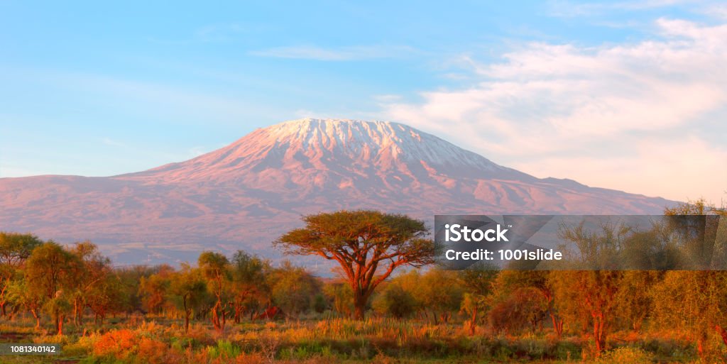 Mount Kilimanjaro with Acacia Mt Kilimanjaro Stock Photo Mount Kilimanjaro with Acacia Mt Kilimanjaro Stock Photo