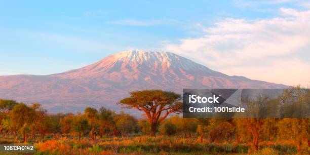 Mount Kilimanjaro With Acacia Stock Photo - Download Image Now - Mt Kilimanjaro, Tanzania, Africa