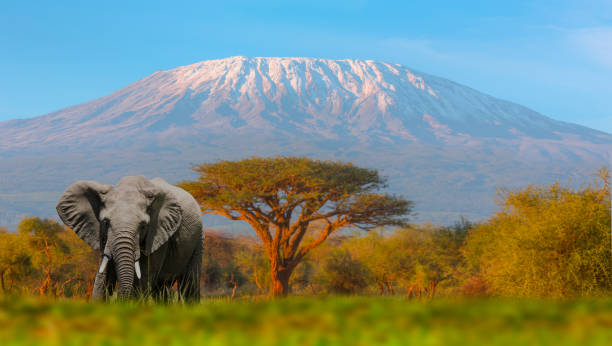 monte kilimanjaro con acacia - tanzania fotografías e imágenes de stock