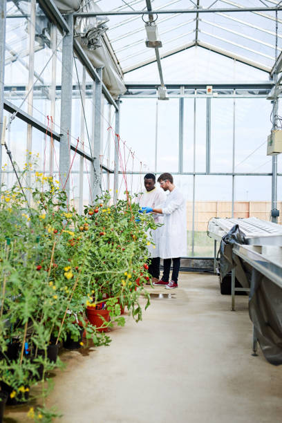 istock Making their way around the greenhouse 1081343404