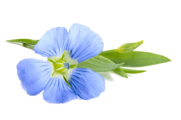 blank with images of jeans flowers in blue and yellow color isolated on the white background