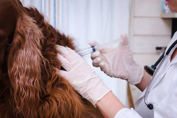 istock Dog vaccinated by veterinarian 1081346836