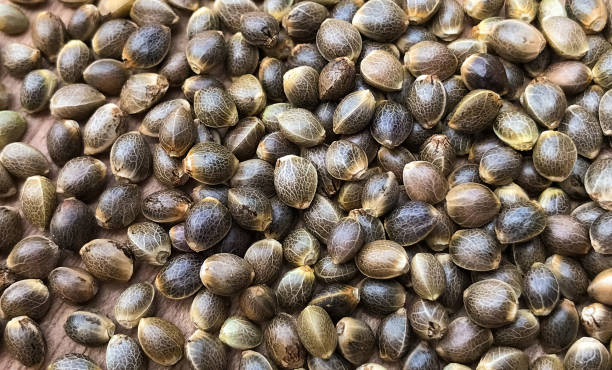 macro close up of cannabis hemp seeds - circle nature botany bud imagens e fotografias de stock