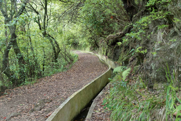 istock Hiking trails along Levada in Ribeiro Frio, Madeira 1081355100