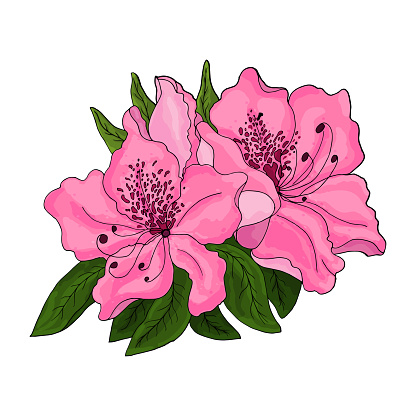 Closeup of pink azalea flowers with green foliage and half open bud on white background. Vector illustration.