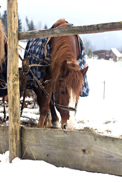 istock Horses in sledding in winter 1081364502
