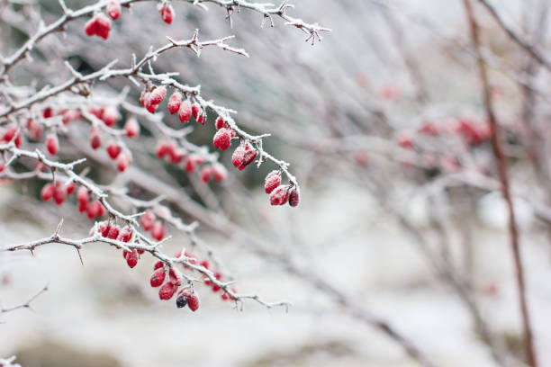 Berries of barberry. Barberry on the branch. Barberry in frost on branches. Berries of barberry. Barberry on the branch. Barberry in frost on branches. Winter background. april showers may flowers stock pictures, royalty-free photos & images