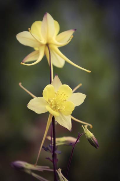 istock Langspornige Akelei - Yellow Queen flower 1081367740