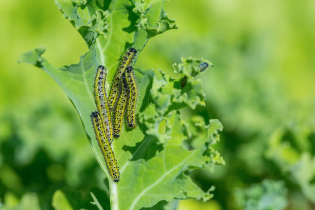 istock Caterpillars of big cabbage white eat kale leaf 1081369978